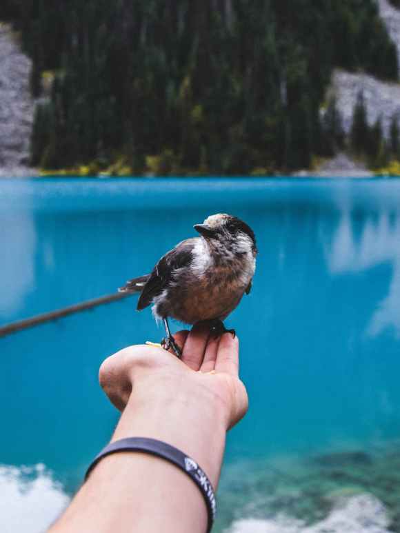 bird perched on person s hand