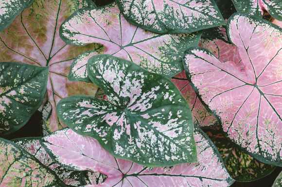 close up photo of pink and green caladium plants